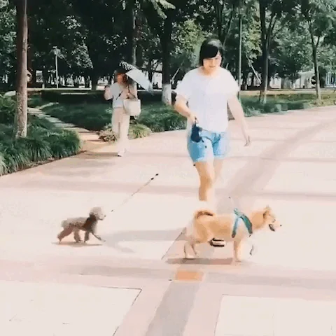 Pawlite Duo